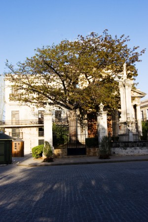 Sacred ceiba tree in front of El Templete at the Plaza de Armas