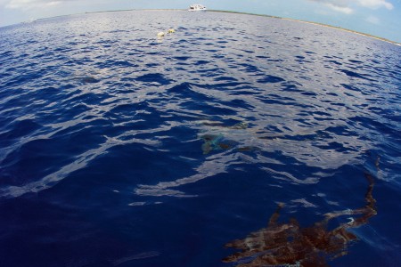 In the foreground, two silky sharks just beneath the surface.
