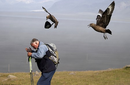 Great skuas attack a hiker on Orkney.