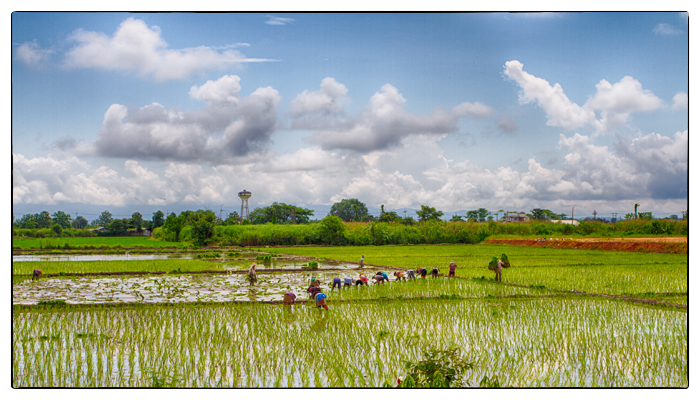 rice paddy, Thailand